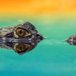Le sais-tu ? Différences entre crocodiles et alligators