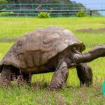 La tortue la plus vieille du monde fête son anniversaire